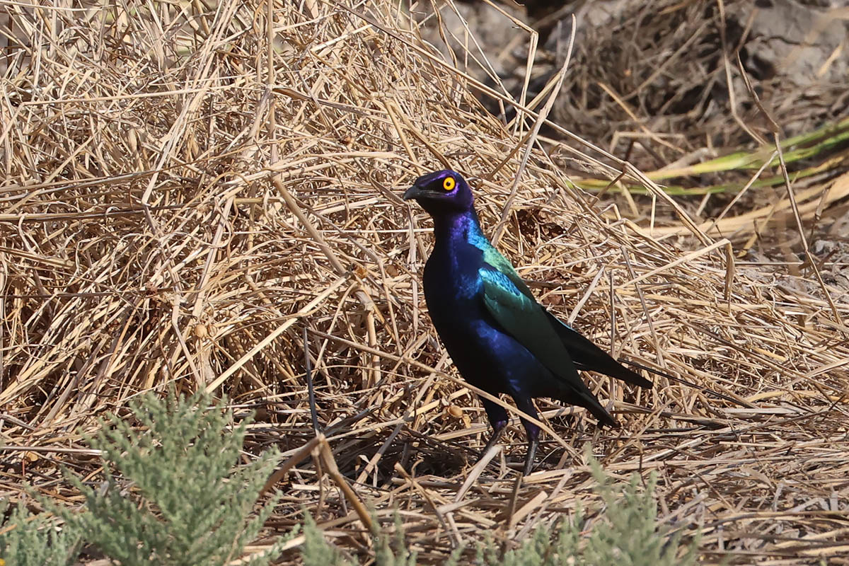 Purple Glossy Starling